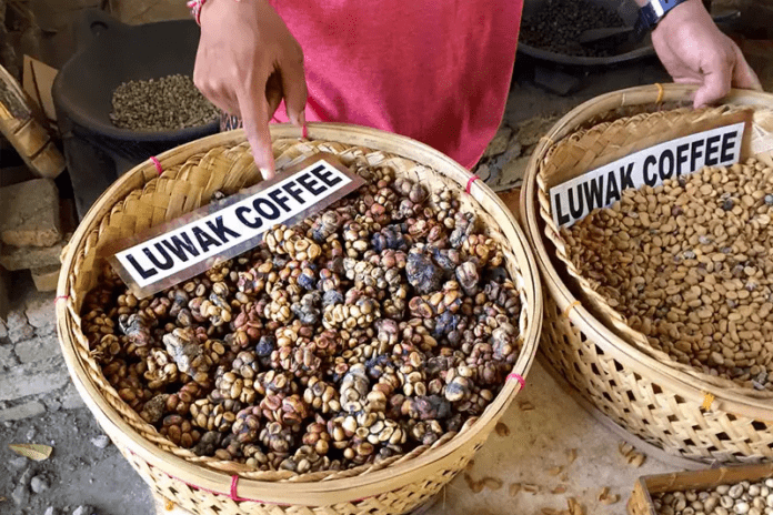 Animal excrement coffee, popularly known as Kopi Luwak, has gained worldwide recognition for its unparalleled flavor profile